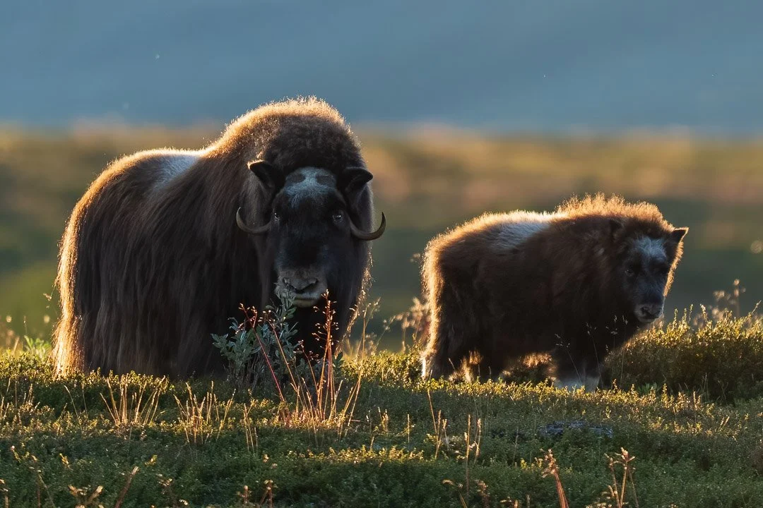 Norway, Dovrefjell. Muskox mother and child.
#norway #dovrefjell #muskox #moskus #myskihärkä #wildlife #nature #naturelovers #featured_wildlife #marvelshots #exclusive_wildlife #AnimalElite #animalsultans #nationalgeographic #nature_of_our