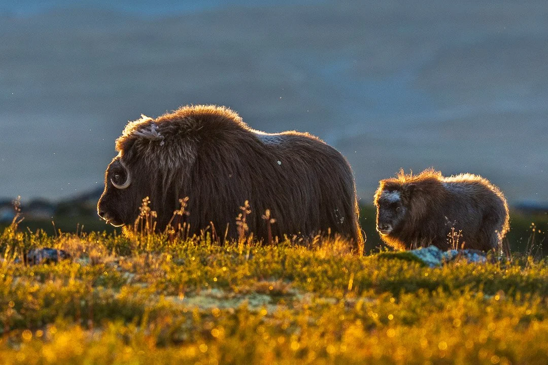 Norway, Dovrefjell. Muskox mother and child in the golden light.
#norway #dovrefjell #muskox #moskus #myskihärkä #wildlife #nature #naturelovers #featured_wildlife #marvelshots #exclusive_wildlife #AnimalElite #animalsultans #nationalgeogr