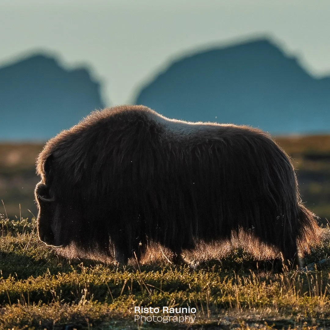 Muskox in front of the mountains in Norway, Dovrefjell.
#norway #dovrefjell #muskox #moskus #myskihärkä #wildlife #nature #naturelovers #featured_wildlife #marvelshots #exclusive_wildlife #AnimalElite #animalsultans #nationalgeographic #na