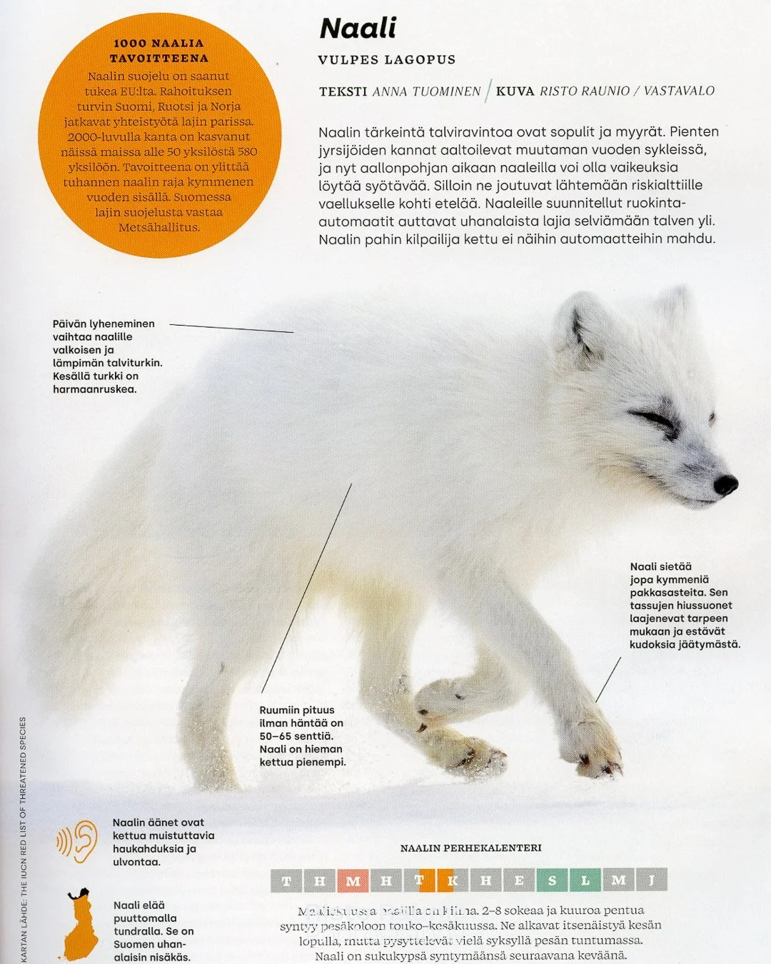 I'm pleased that my photo of an Arctic fox appears in the Finnish magazine Suomen Luonto. 

I took the picture in Svalbard on April 30, 2018, and now it's featured in print. Still surviving on a page of the magazine.❤️

#arcticfox #suomenluonto #sval