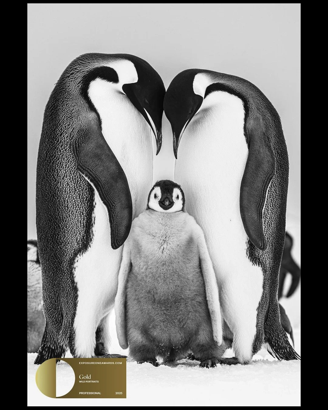 Fabulous luck and success in the 2025 Exposure One Awards photography competition. 

I sent 6 images to this Black and White -competition and 5 of them got the nice results: Gold, Silver, 2x Honorable mention and Nominee.

Exposure One Awards is wide