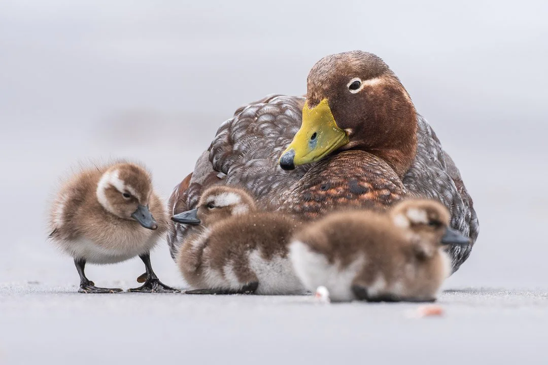 Falkland steamer duck family. (Tachyeres brachypterus) is a species of endemic flightless duck found on the Falkland Islands. (Tyrskyviuhtoja).

#falklandislands #falkland #steamerduck #visitfalkland #falklandsteamerduck #best_birds_of_ig #your_best_