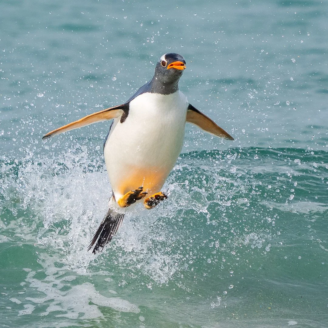 &ldquo;Hold on &ndash; I&acute;m coming&rdquo;. Flightless Gentoo penguin in the air. Falklands, Sealion Island. 

#falklandislands #falkland #sealion #visitfalkland #gentoopenguin #best_birds_of_ig #your_best_birds #bestbirdshots #naturephotography 