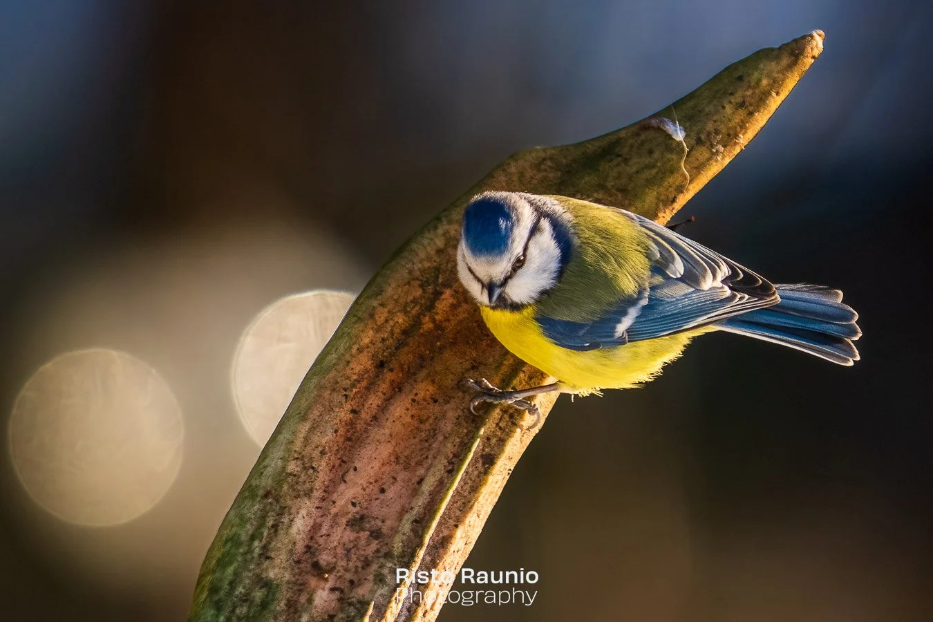 Life on the homeyard. Blue tit at bird feeding.

#finland #naantali #n&aring;dendal #luonnonmaa #homeyard #bluetit #elkhorn #winterbird #birdfeeding #suomenlinnut #linnut_kuvahaaste #naturephotography #nature #finnishnature #naturelovers #naturephoto