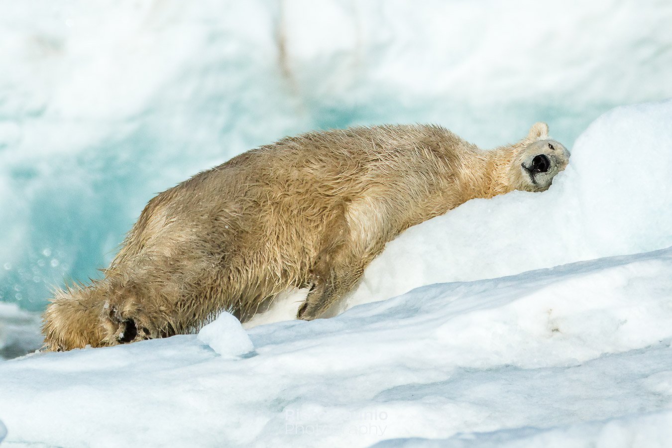 "I can relax now! It is International Polar Bear Day, and I am resting and waiting for tonight's party.&rdquo;

#svalbard #huippuvuoret #spitsbergen #polarbearday #polarbear #ursusmaritimus #j&auml;&auml;karhu #glacier #travelphotography #nature
