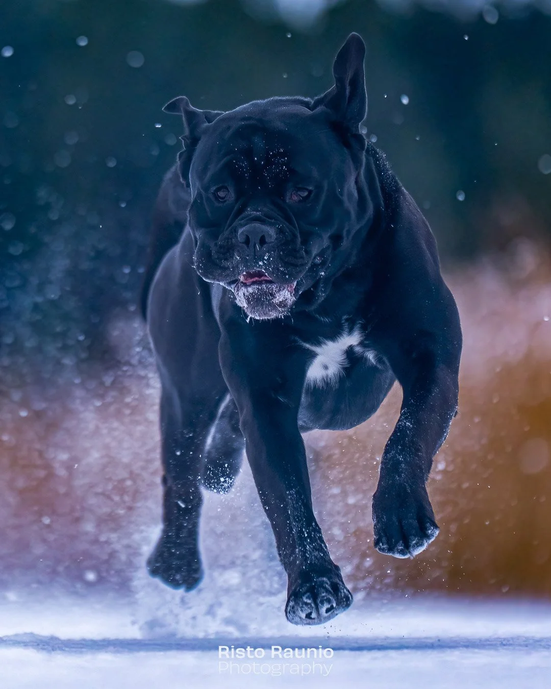 The flying dog! Pumba - running on the snowy ice. 

#finland_photolovers #naantali #merimasku #wintervibes #dogloversofinstagram #canecorso
#winterfun #vaikuttavaluontokuva #suomenammattiluontokuvaajat
@sony.nordic @vaikuttavaluontokuva @pumbacanecor