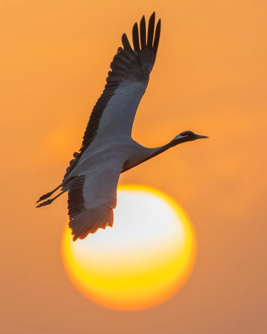 A couple of years ago in India, Rajasthan. Demoiselle Crane (neitokurki) in sunset.
#india #rajasthan #khichan #khichanbirdsanctuary #demoisellecrane #neitokurki #travelphotography #naturephotography #sunset #nature #naturelovers #animalelite #kuvaus