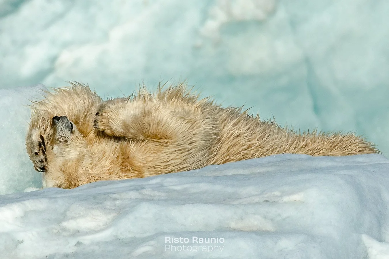 "OMG &ndash; what a night it was! 👌 Good party celebrating of International Polar Bear Day yesterday evening!&rdquo;

#svalbard #huippuvuoret #spitsbergen #polarbearday #polarbear #ursusmaritimus #j&auml;&auml;karhu #glacier #travelphotography 