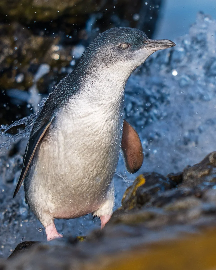 Happy Finnish Independence Day with this blue-and-white bird! 

The little blue penguin&mdash;the world&rsquo;s smallest and the only penguin with blue eyes and a blue plumage&mdash;has now wandered far from its home. Its swimming journey may well be