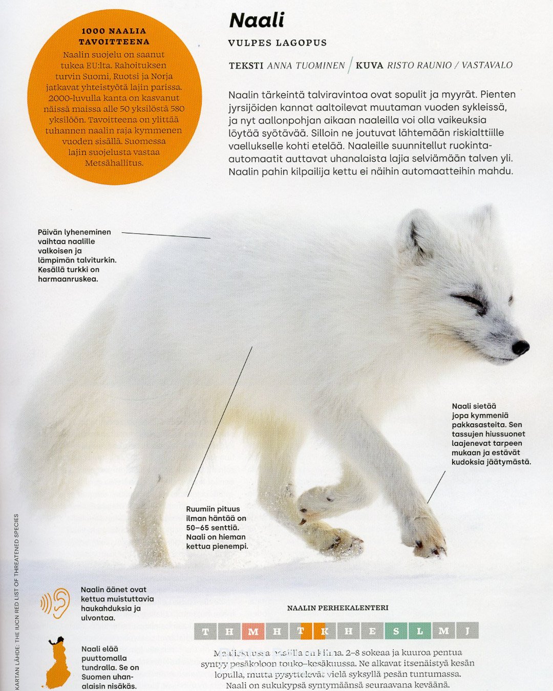 I'm pleased that my photo of an Arctic fox appears in the Finnish magazine Suomen Luonto. 

I took the picture in Svalbard on April 30, 2018, and now it's featured in print. Still surviving on a page of the magazine.❤️

#arcticfox #suomenluonto #sval