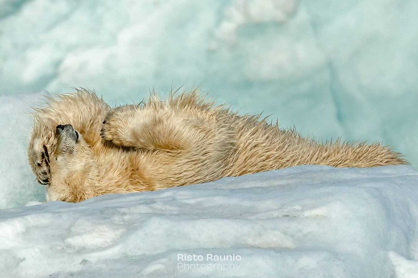 "OMG &ndash; what a night it was! 👌 Good party celebrating of International Polar Bear Day yesterday evening!&rdquo;

#svalbard #huippuvuoret #spitsbergen #polarbearday #polarbear #ursusmaritimus #j&auml;&auml;karhu #glacier #travelphotography 