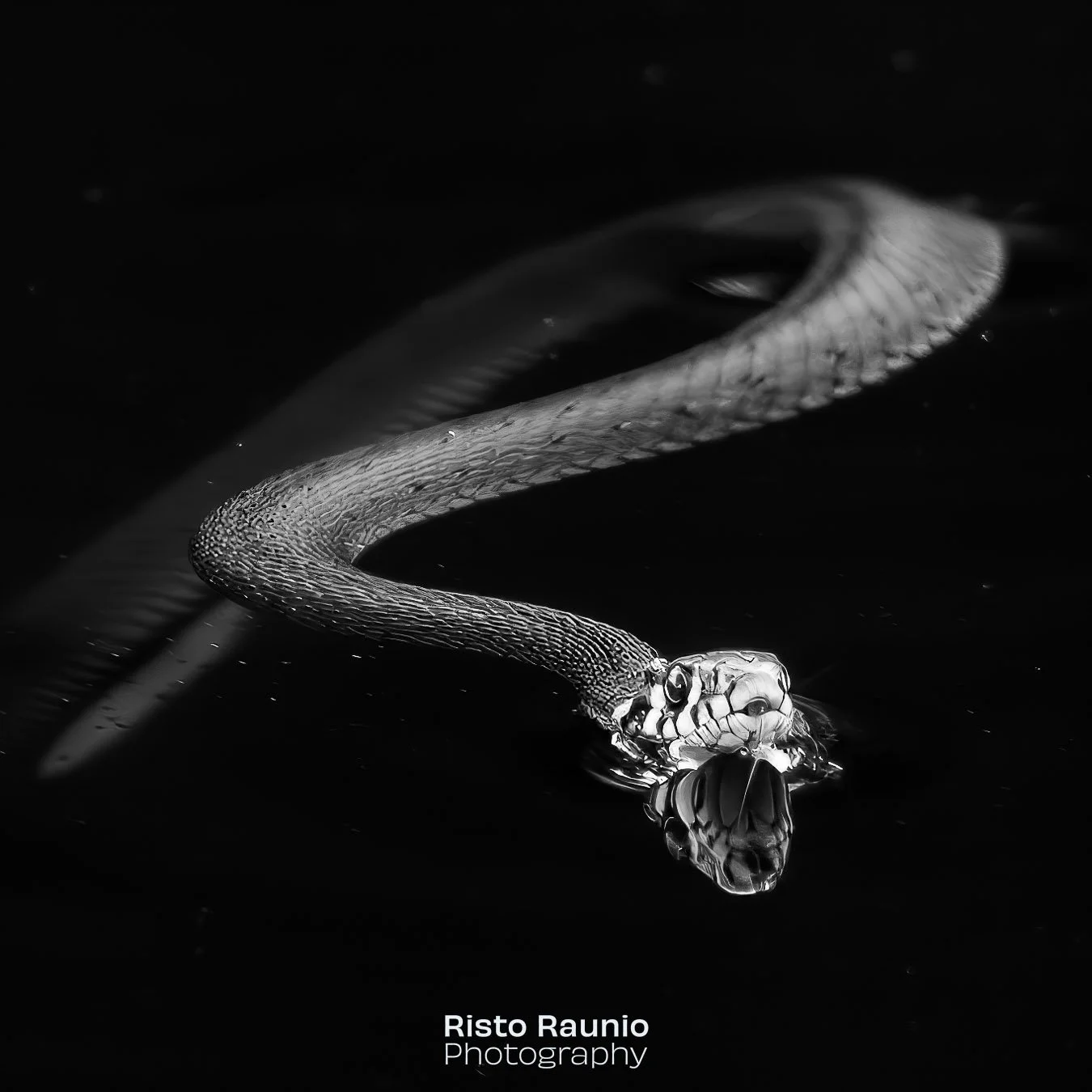 Not yet this year, but few years ago: a grass snake in the water bond of our garden.

#finland #naantali #n&aring;dendal #luonnonmaa #homeyard #backyard #backyardgarden #garden #gardentree #snake #grasssnake #natureismyhome #naturephotography #nature