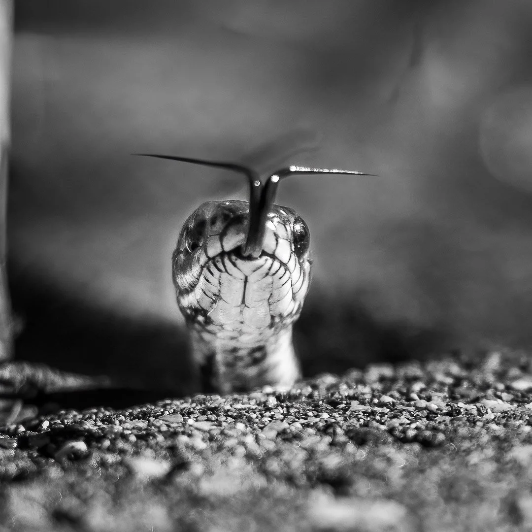 &ldquo;Hi there &ndash; I&rsquo;m here again in your garden. Nice to meet you after long winter.&rdquo;

#finland #naantali #n&aring;dendal #luonnonmaa #homeyard #backyard #backyardgarden #garden #gardentree #snake #grasssnake #natureismyhome #nature