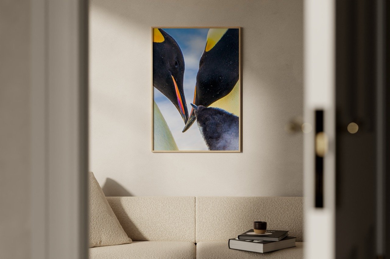 Emperor penguin family feeding moment picture for living room