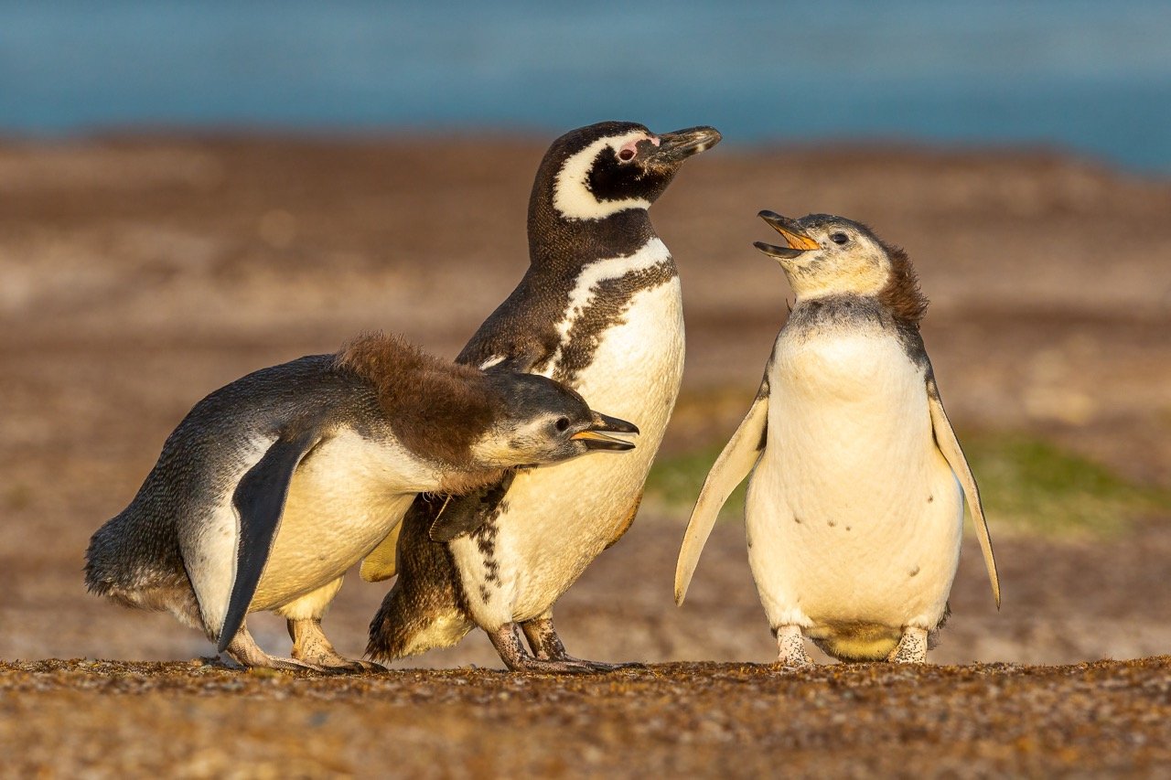 Patagonianpingviinit ovat muiden juovapingviinien tapaan kooltaan pingviinien keskikastia. kuvassa kolme patagonianpingviiniä