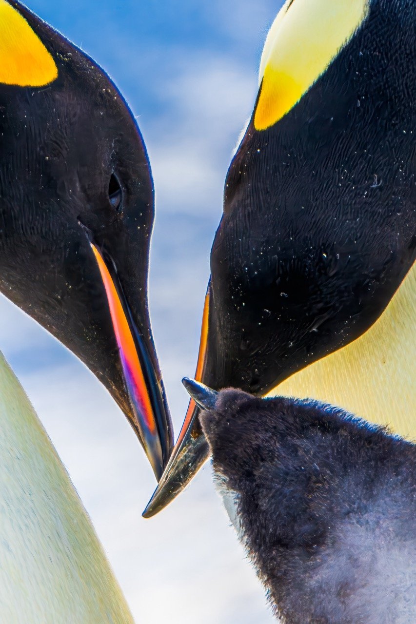 photo of the Emperor penguin family feeding