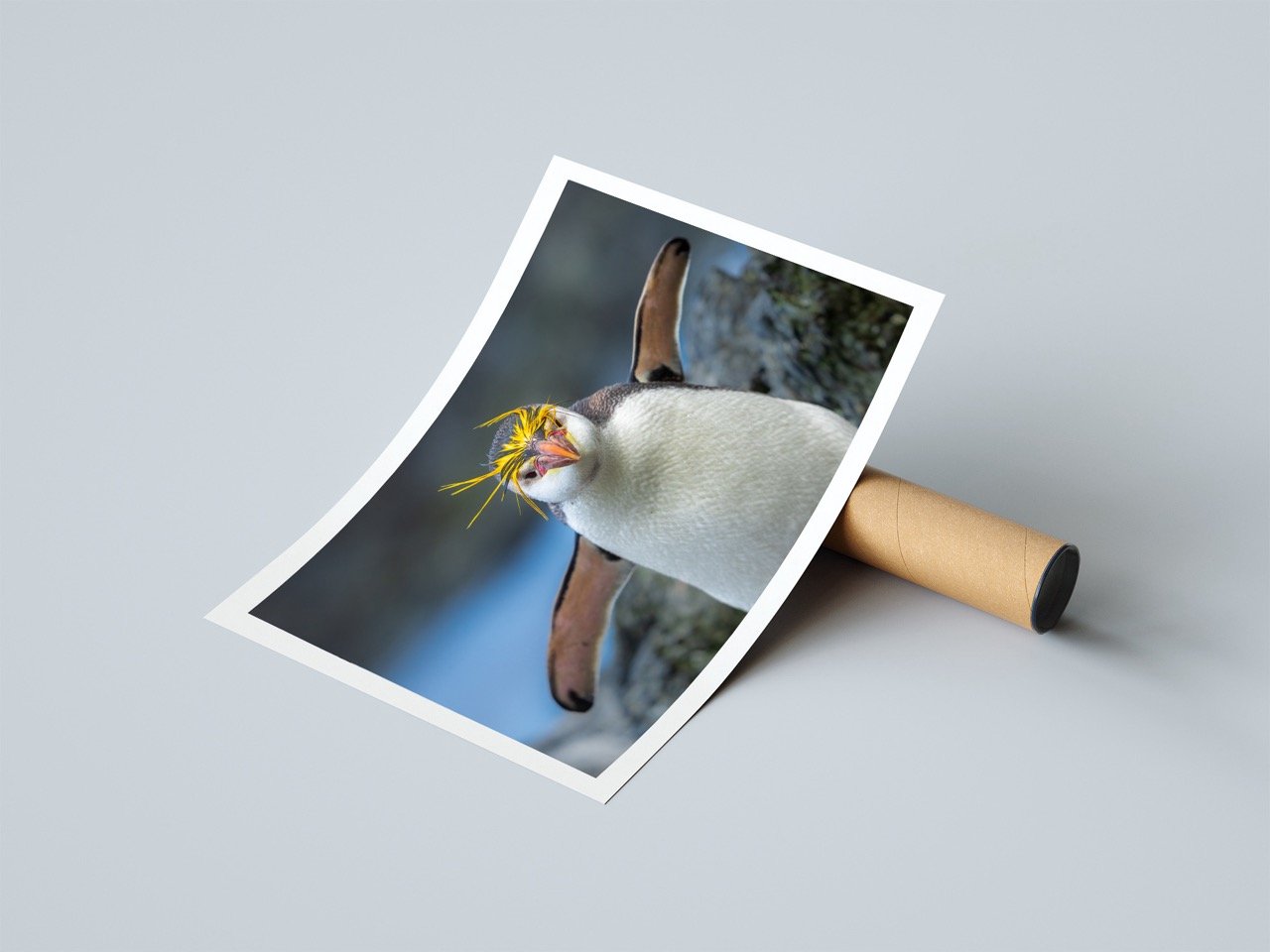 Royal penguin posters