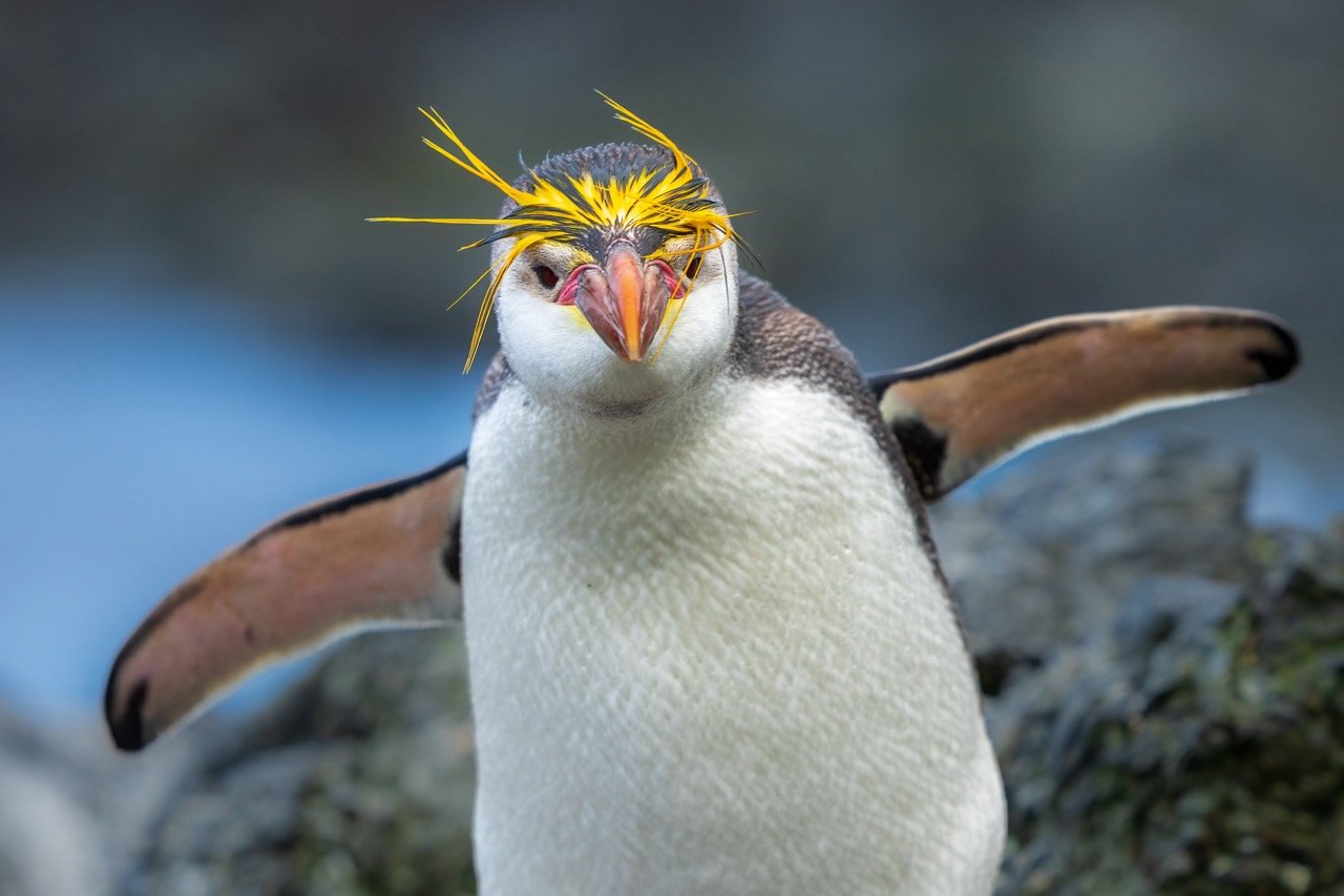 Royal penguin is endemic to its native habitat and is found only on the Australian-administered island of Macquarie.