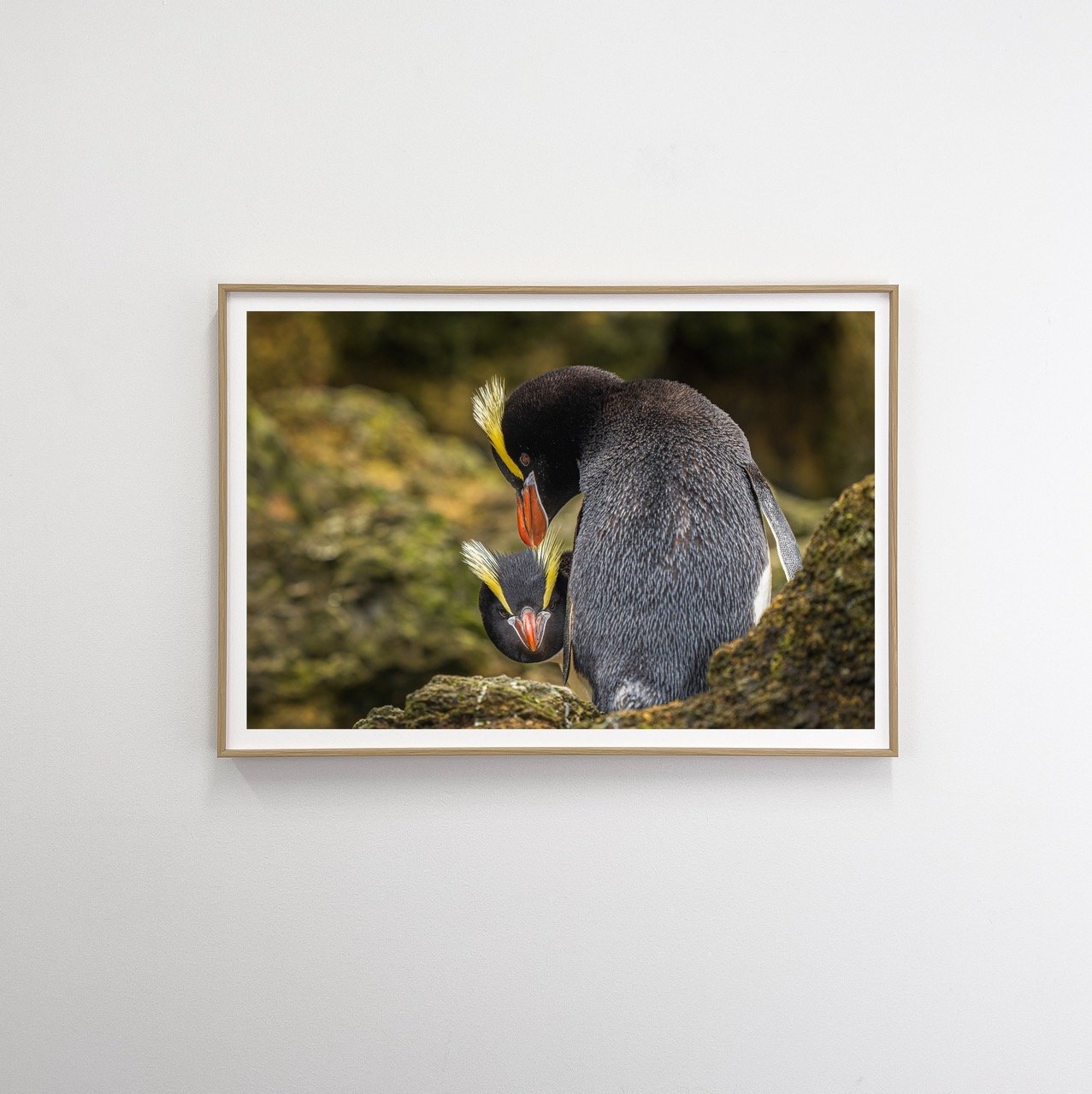 Erect-crested penguin flat
