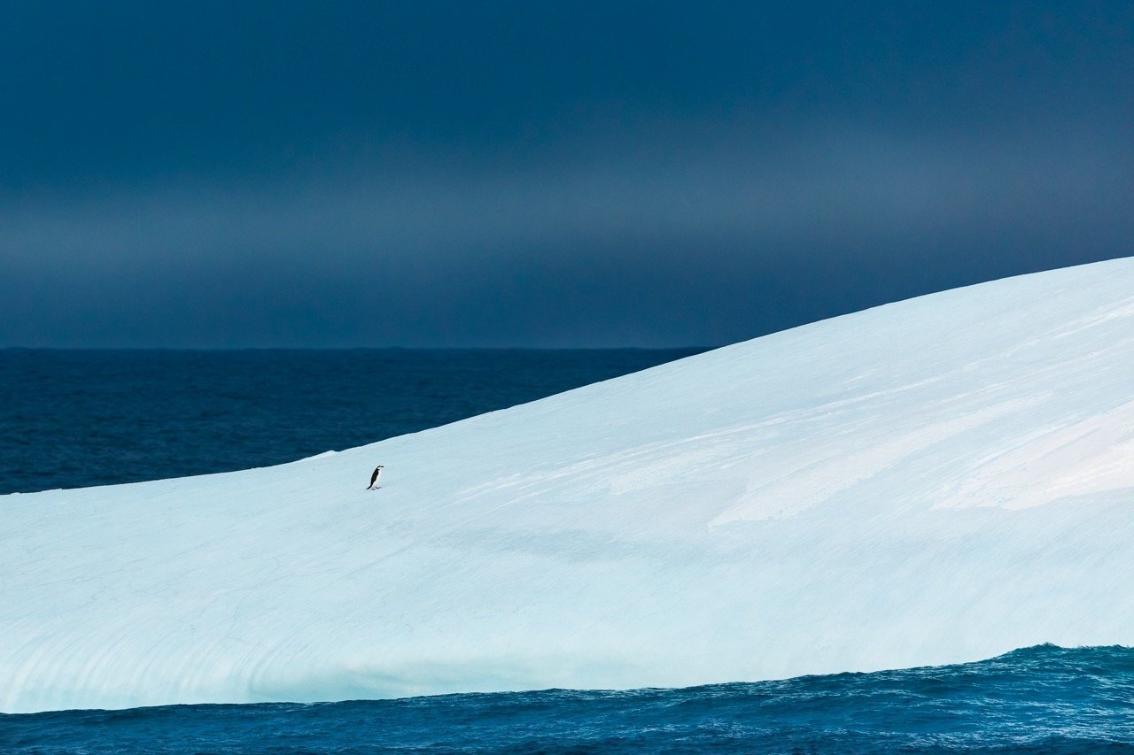 Chinstrap penguin hiking