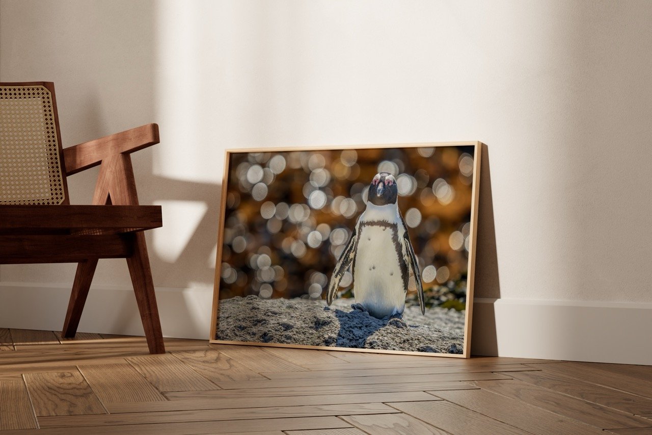 African penguin is one of the four types of drinking wine. Photo: African penguin on a walk
