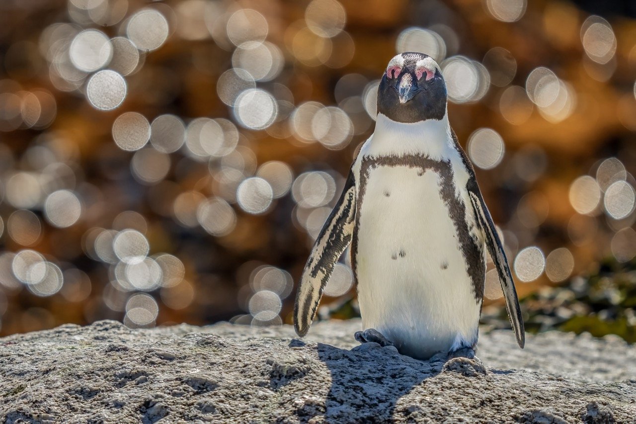 African penguin is one of the four types of drinking wine. Photo: African penguin on a walk