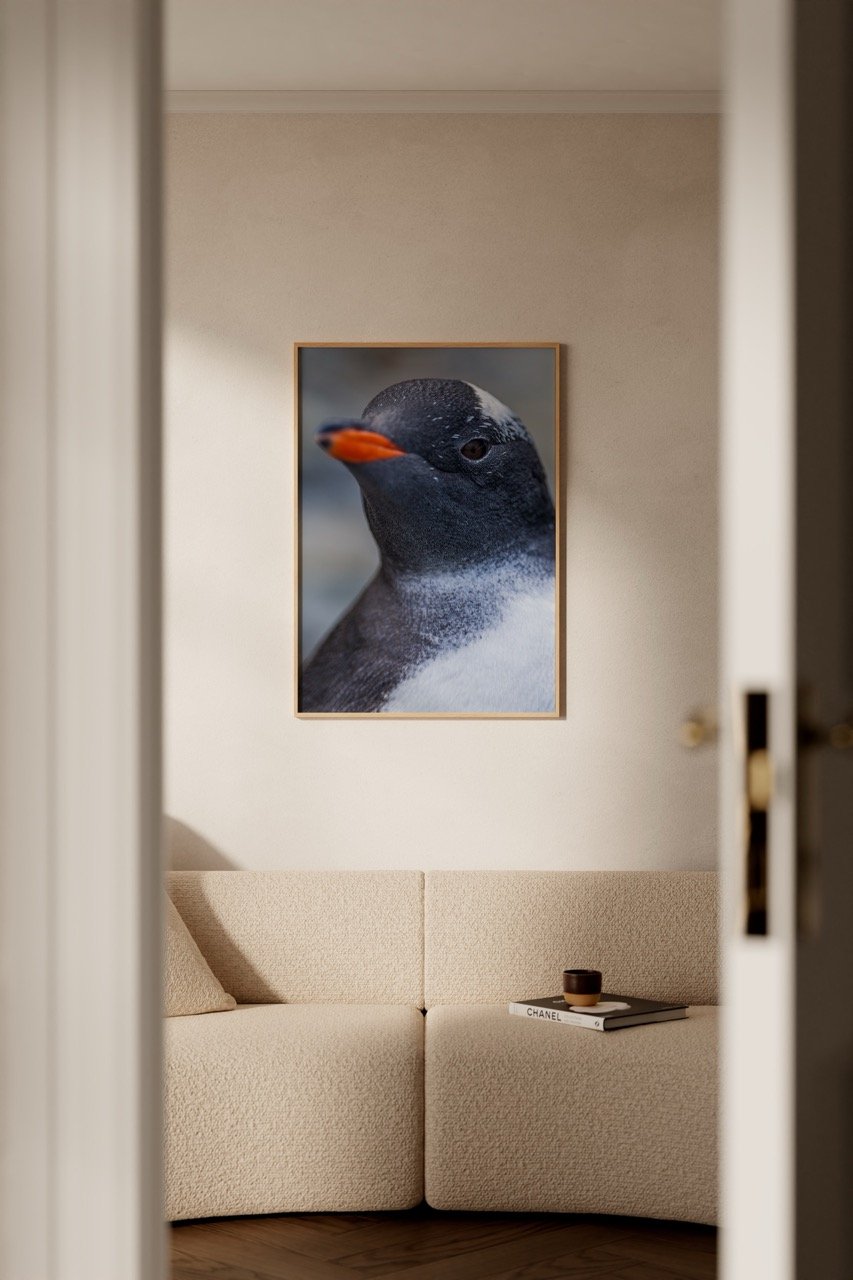 Gentoo penguin wallpaper and posters