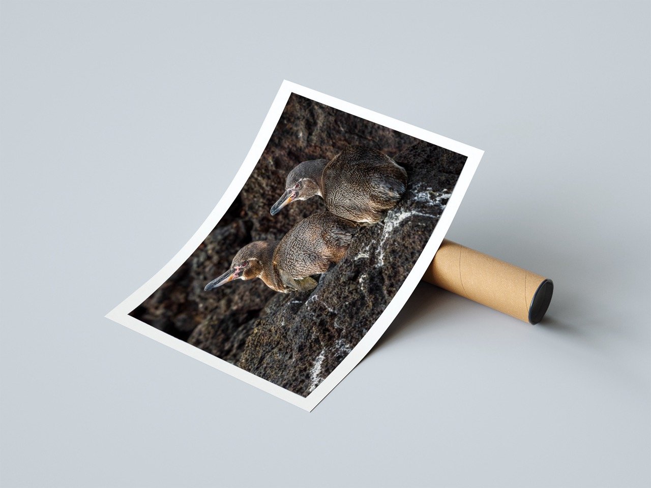 Galapagospingviinipoikaset julisteena