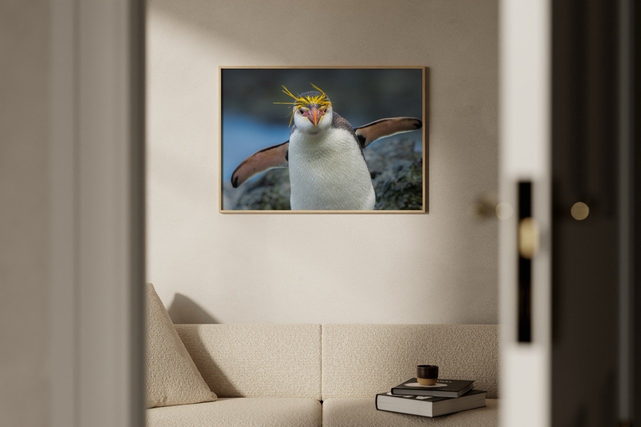 Royal penguin is endemic to its native habitat and is found only on the Australian-administered island of Macquarie.