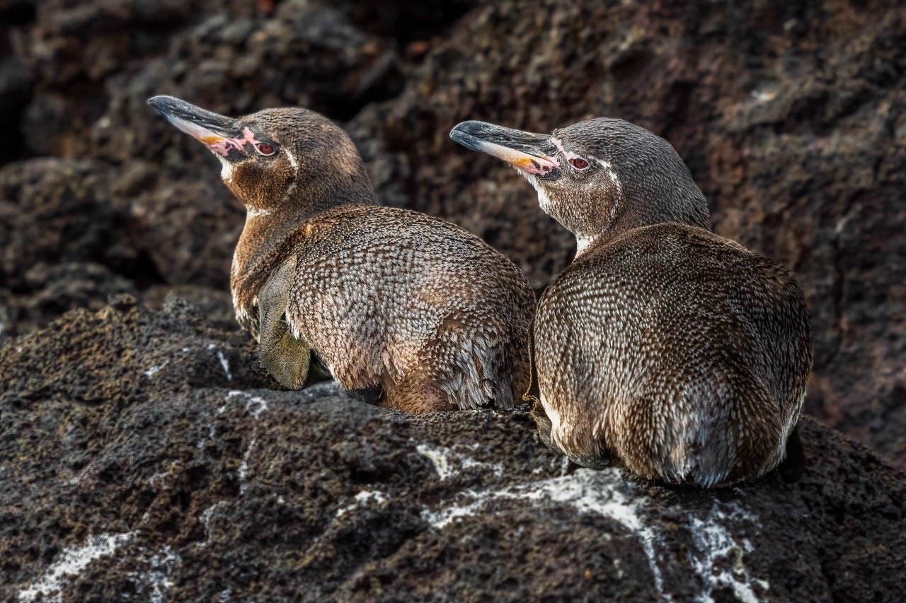 galapagospingviininpoikaset ovat pingviinien pienimpiä ja samalla maailman pohjoisin pingviinilaji.