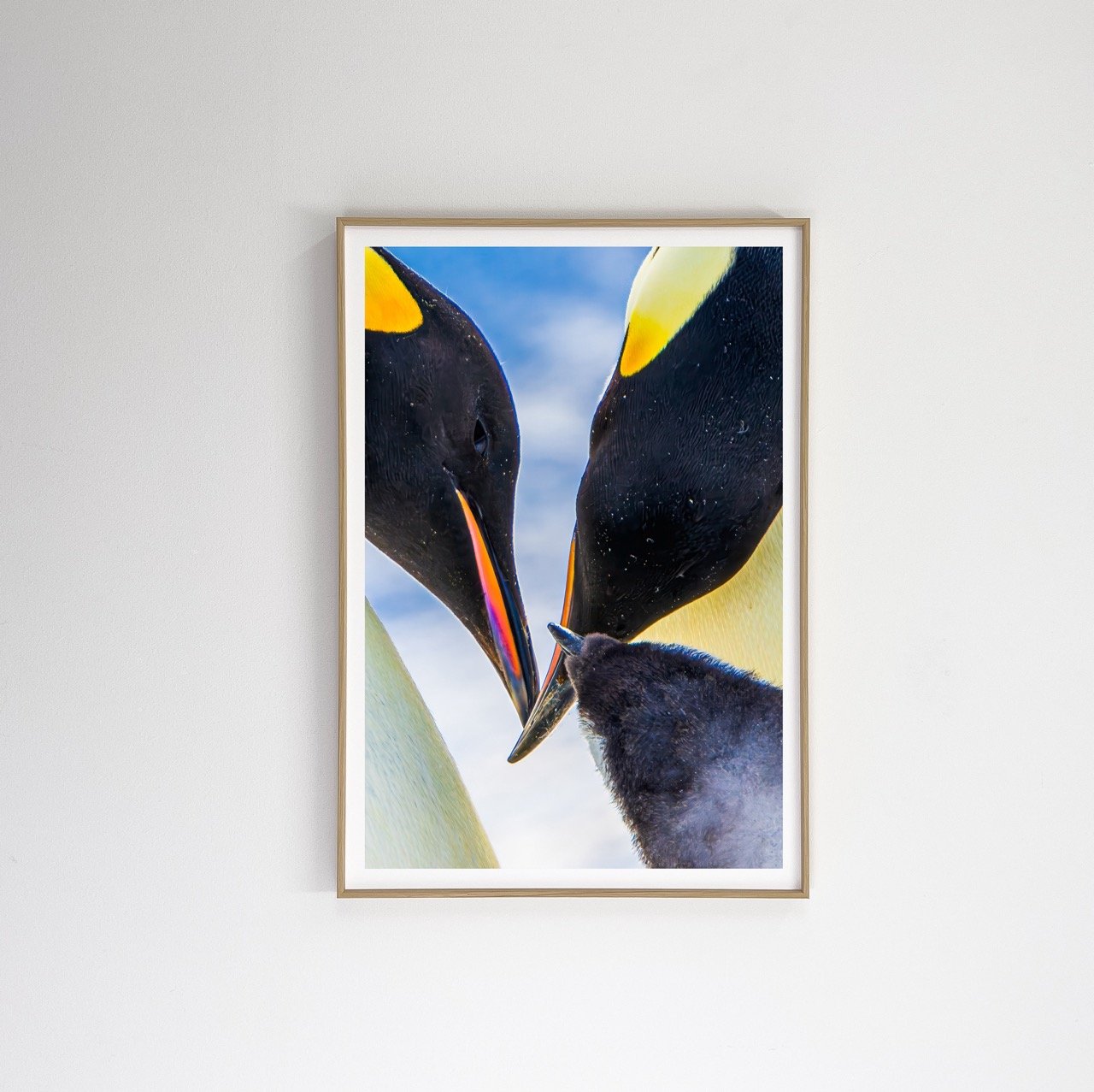 Emperor penguin family feeding time table
