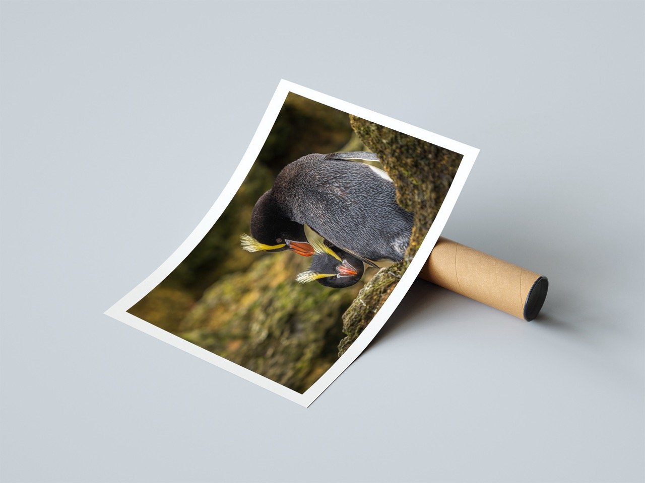Erect-crested penguin posters