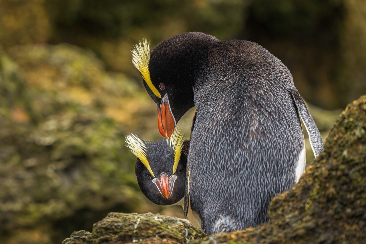 Two Vertical-winged Penguins nesting