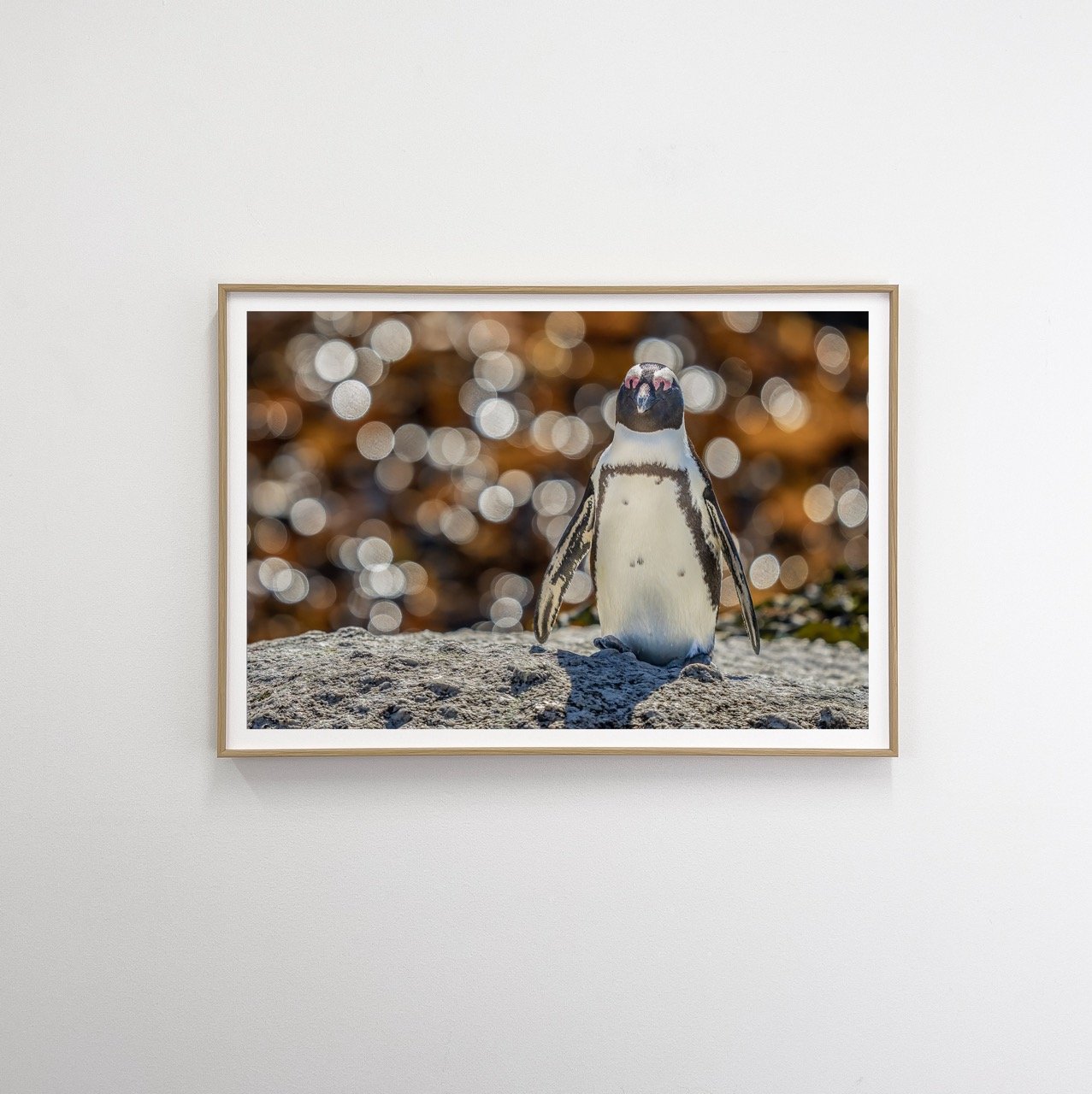 African penguin flat