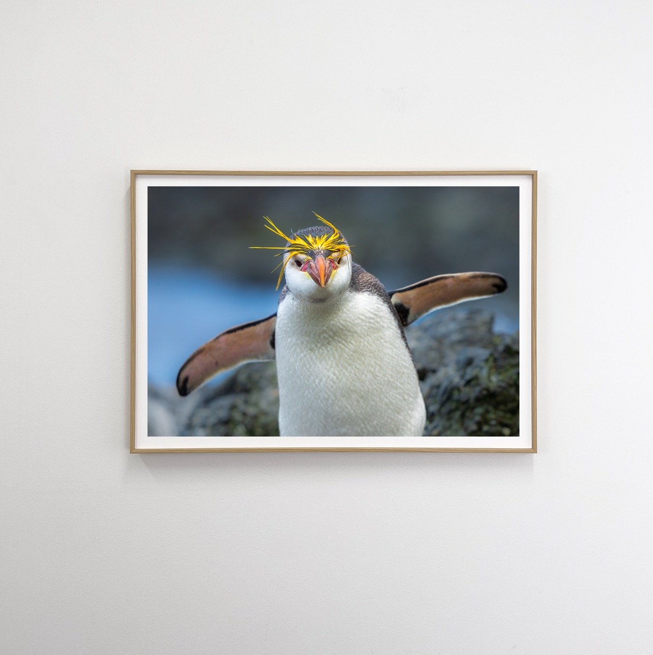 Royal penguin flat