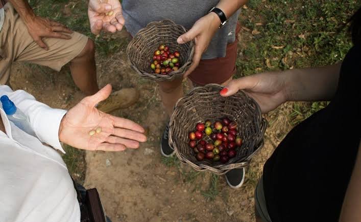 Coffee farm visit