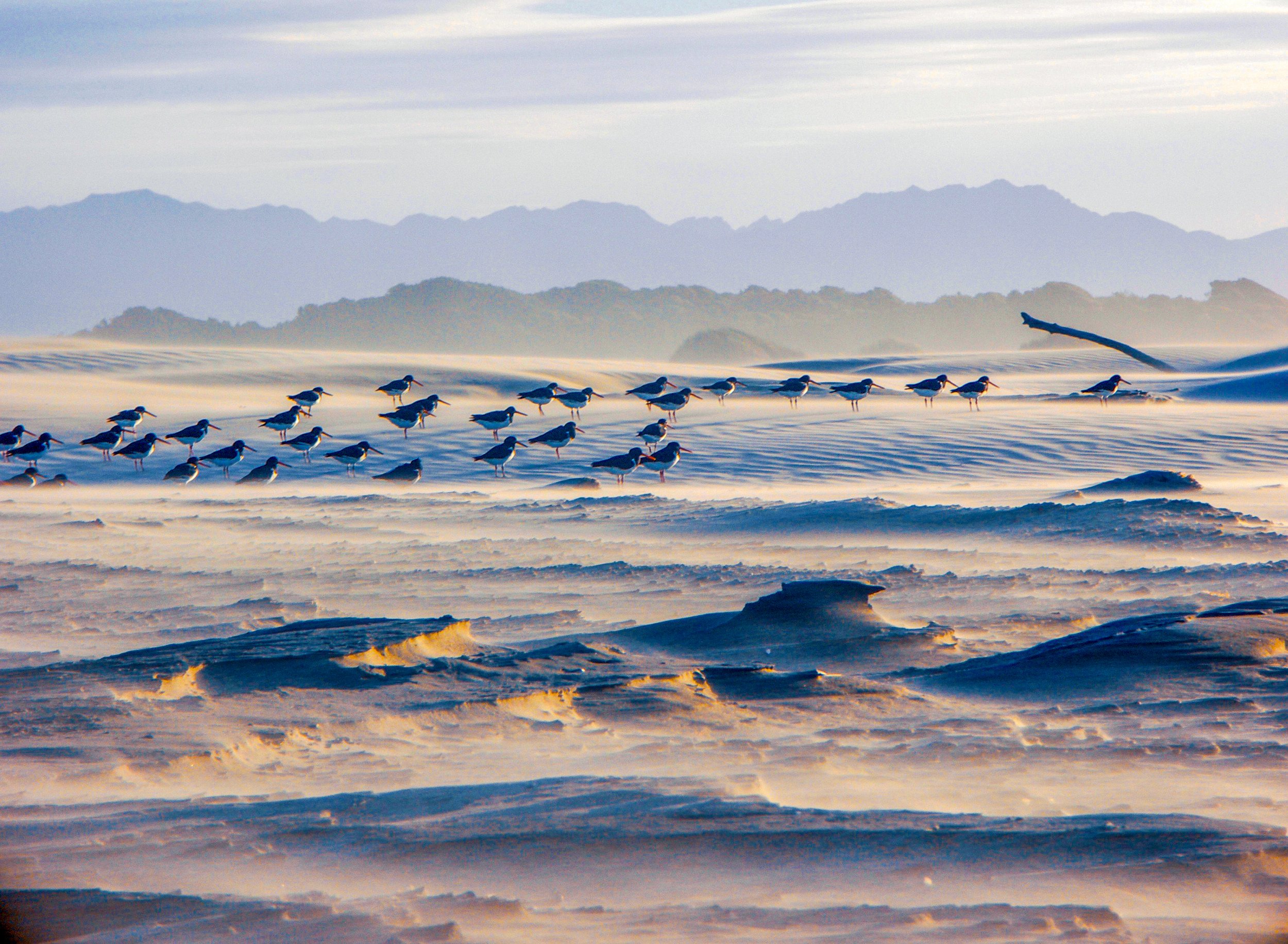 Original NZ_6.2 amanda.jpg