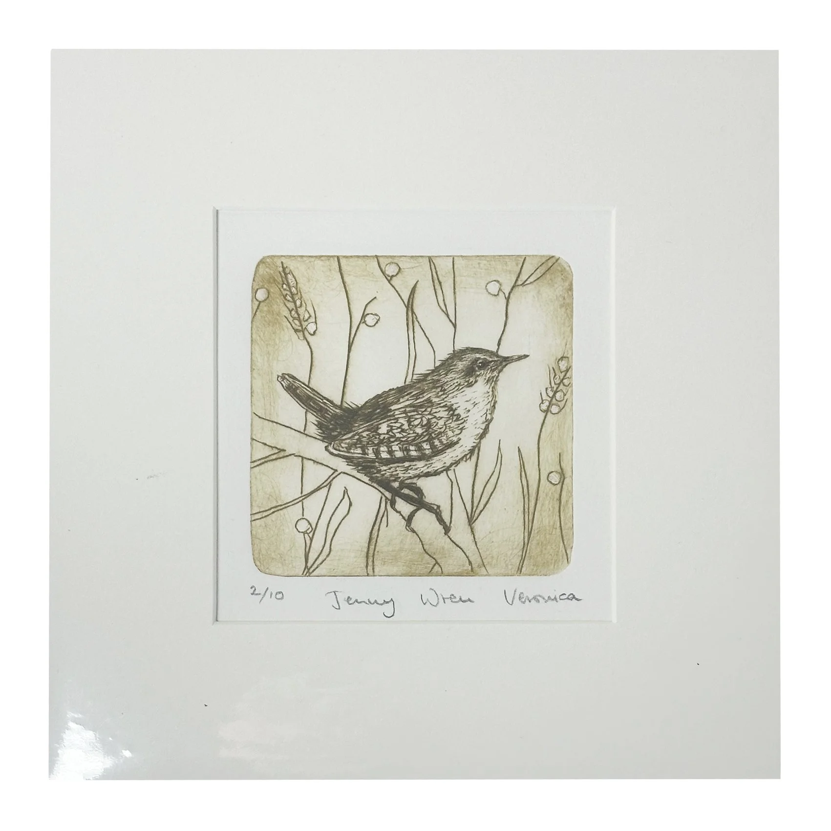 Jenny Wren