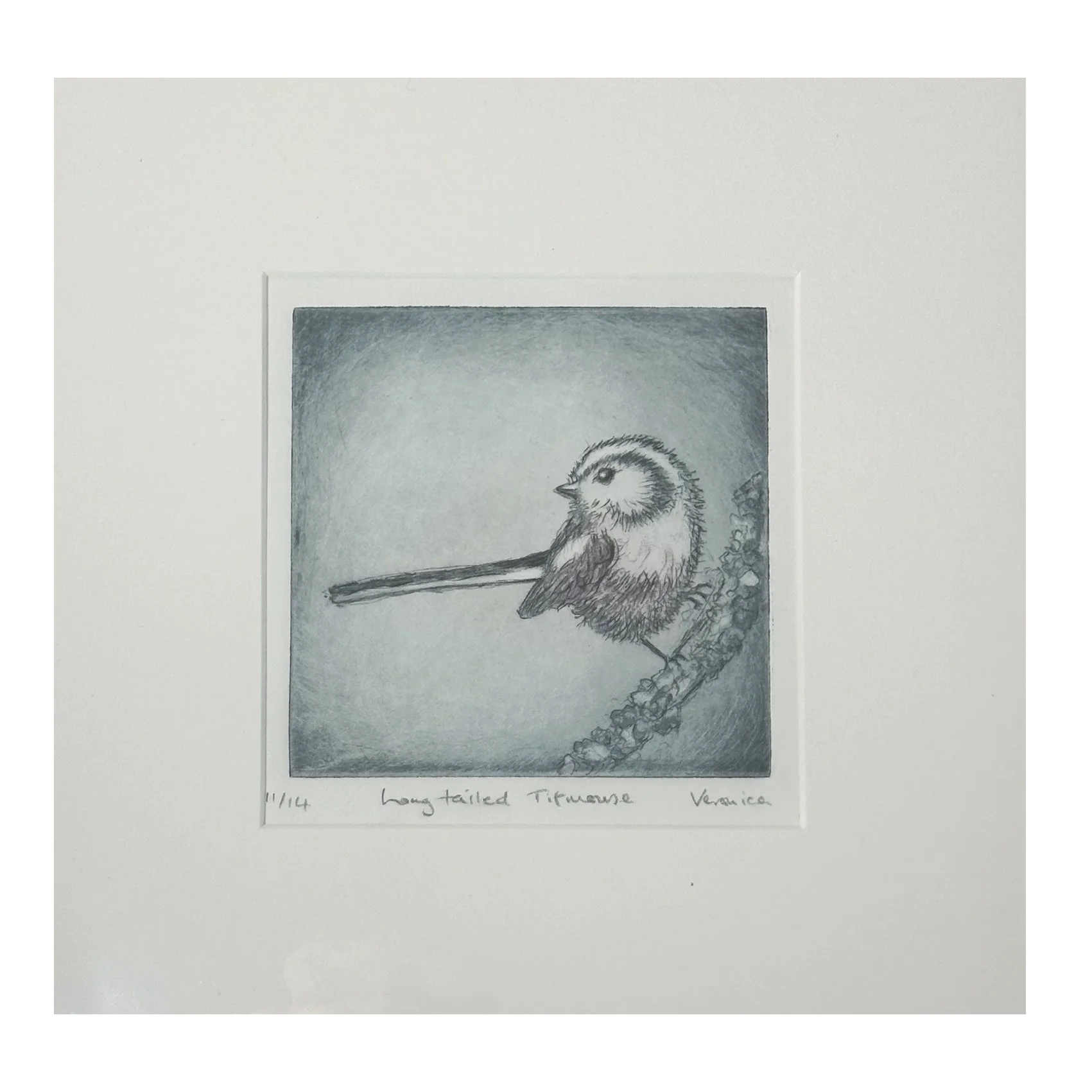 Longtailed Titmouse