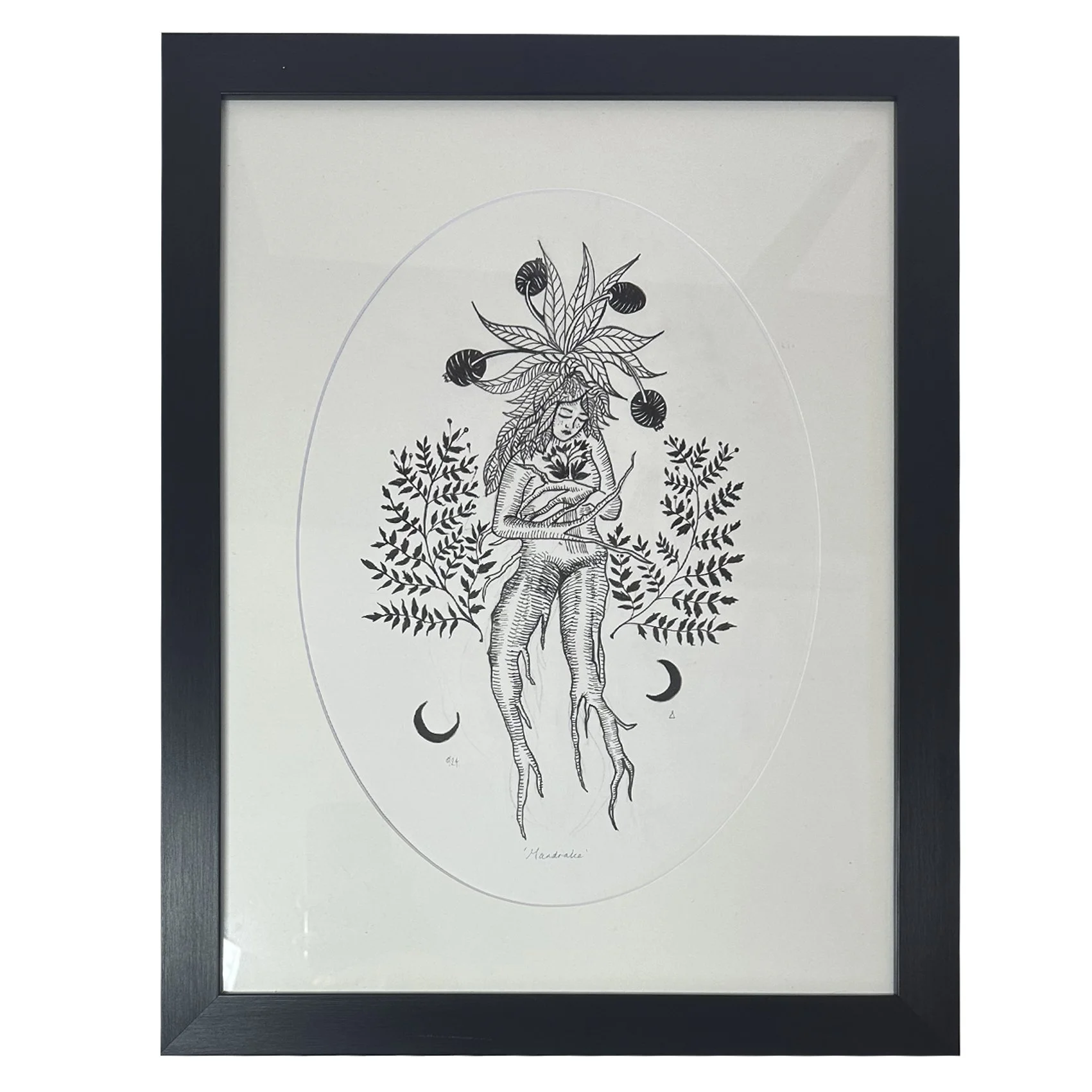 Mandrake (framed)