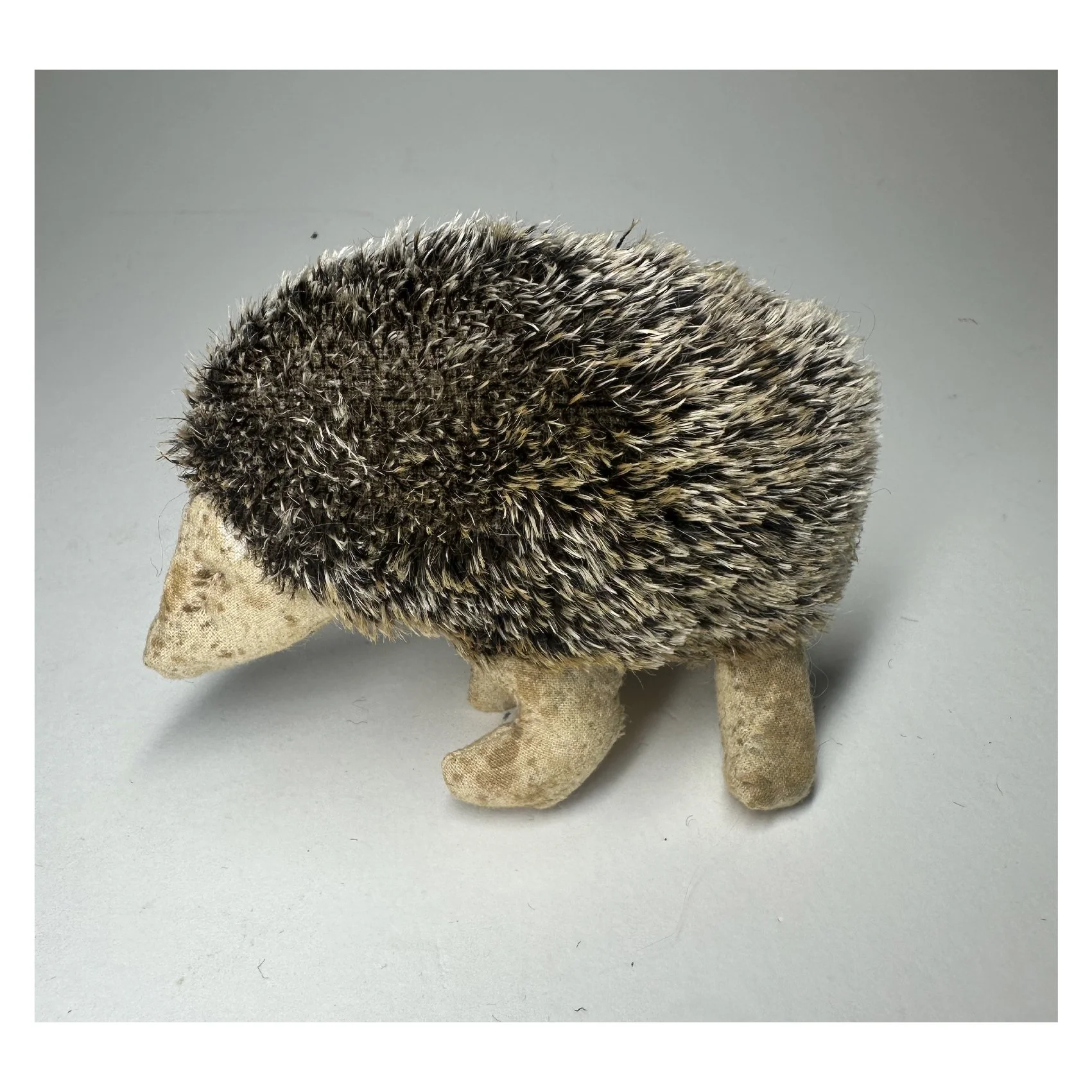 hedgehog penelope.jpg