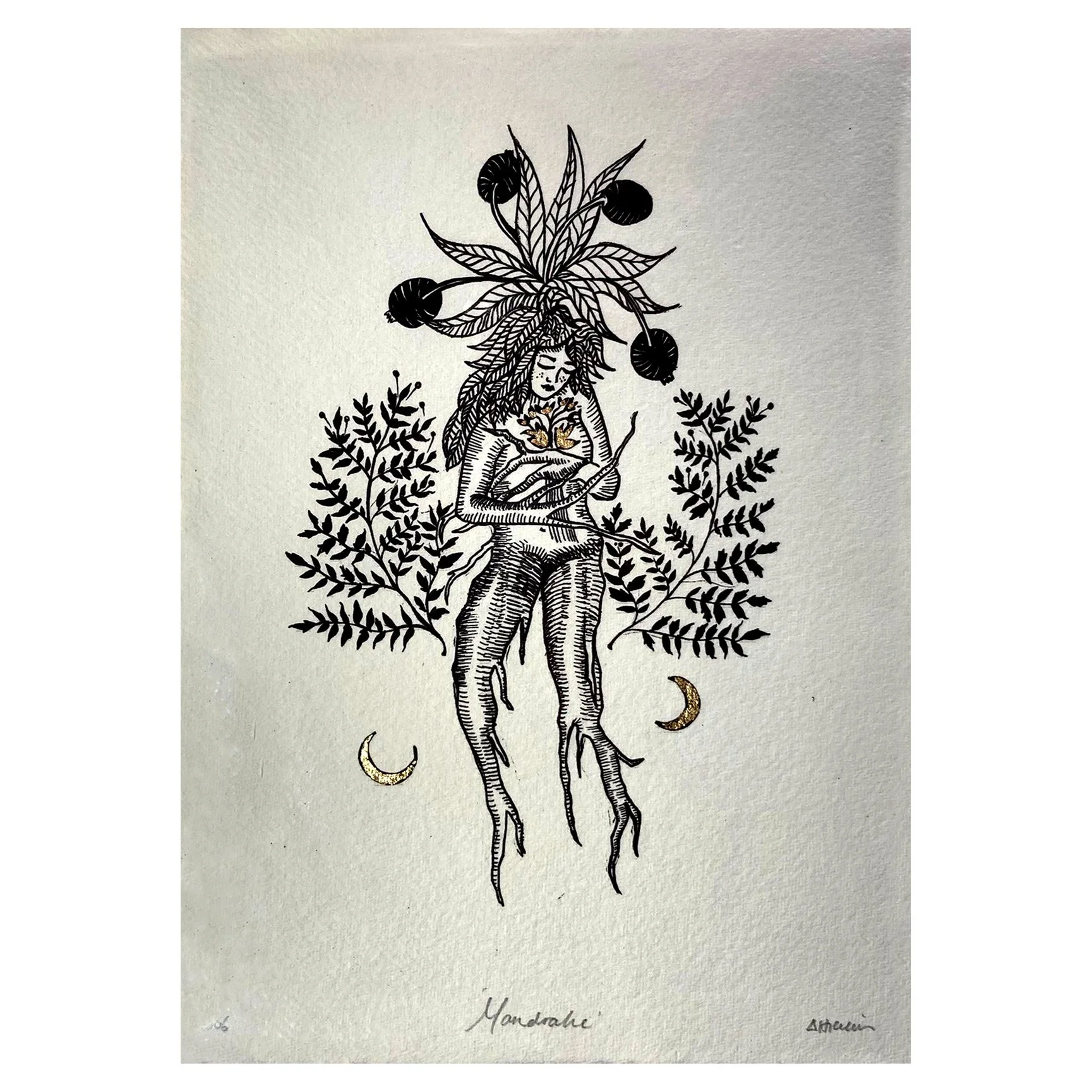 Mandrake unframed.jpg