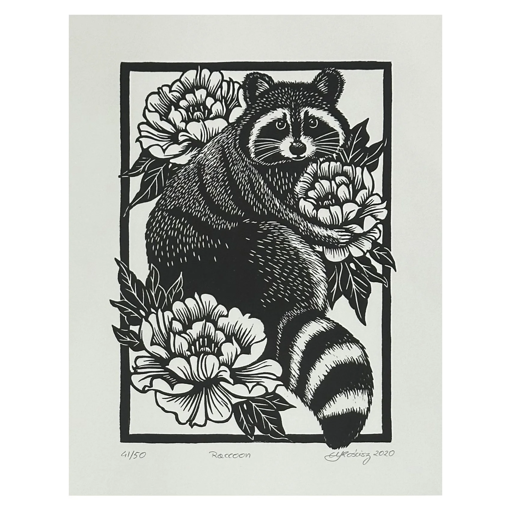 Racoon (unframed)