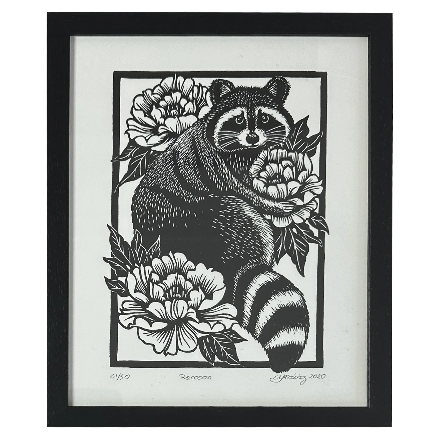 Racoon (framed)