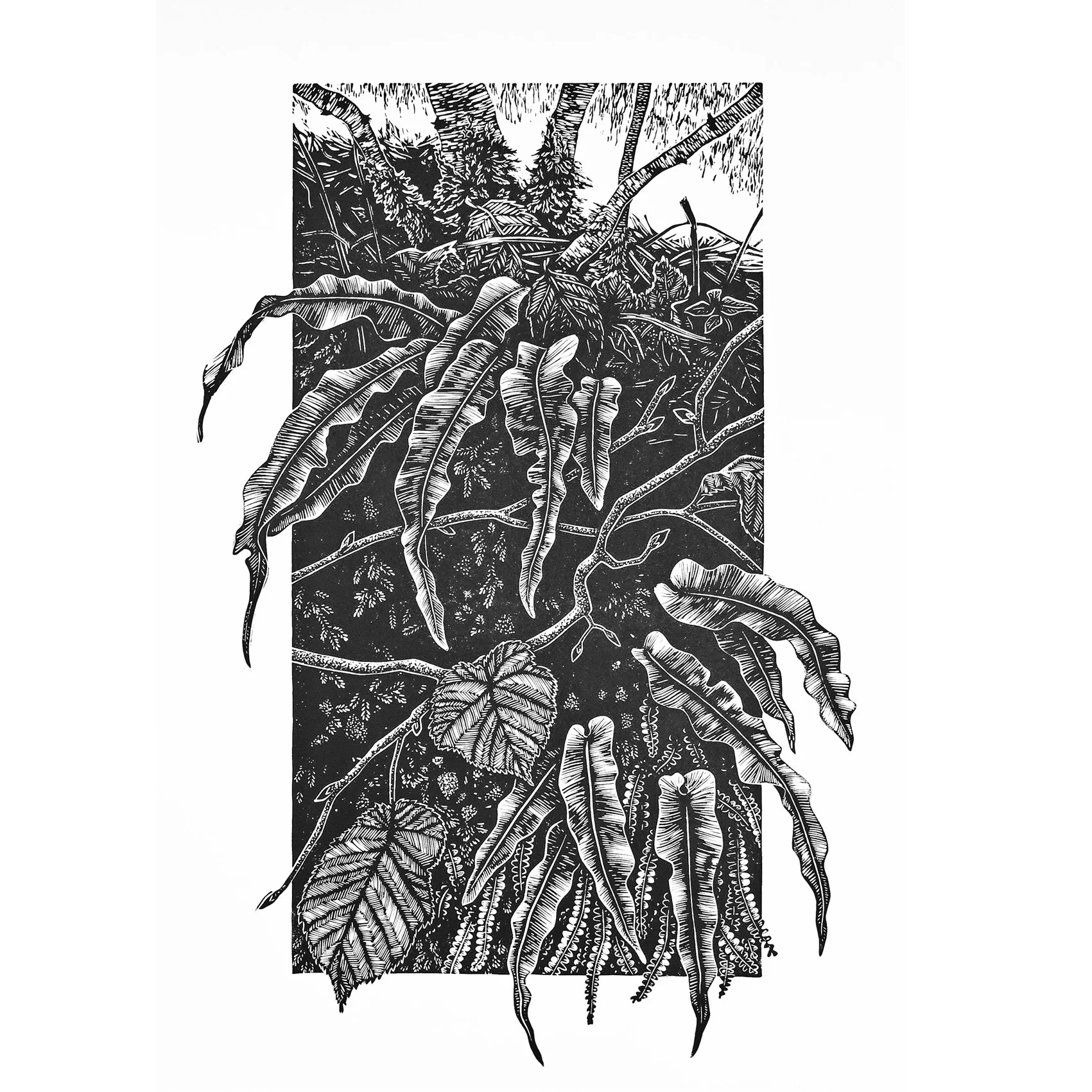 Hart Ferns (unframed)