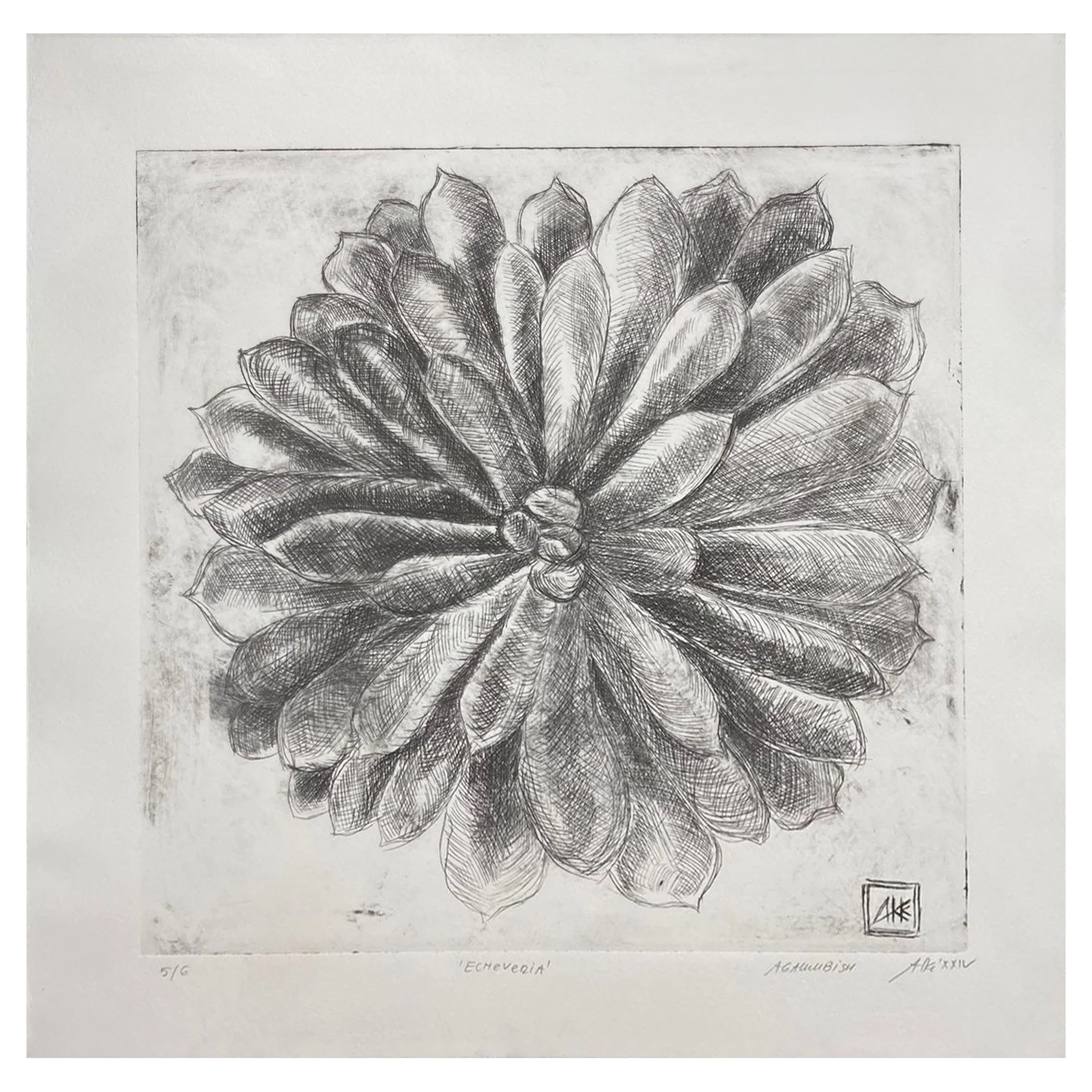 Echeveria unframed.jpg