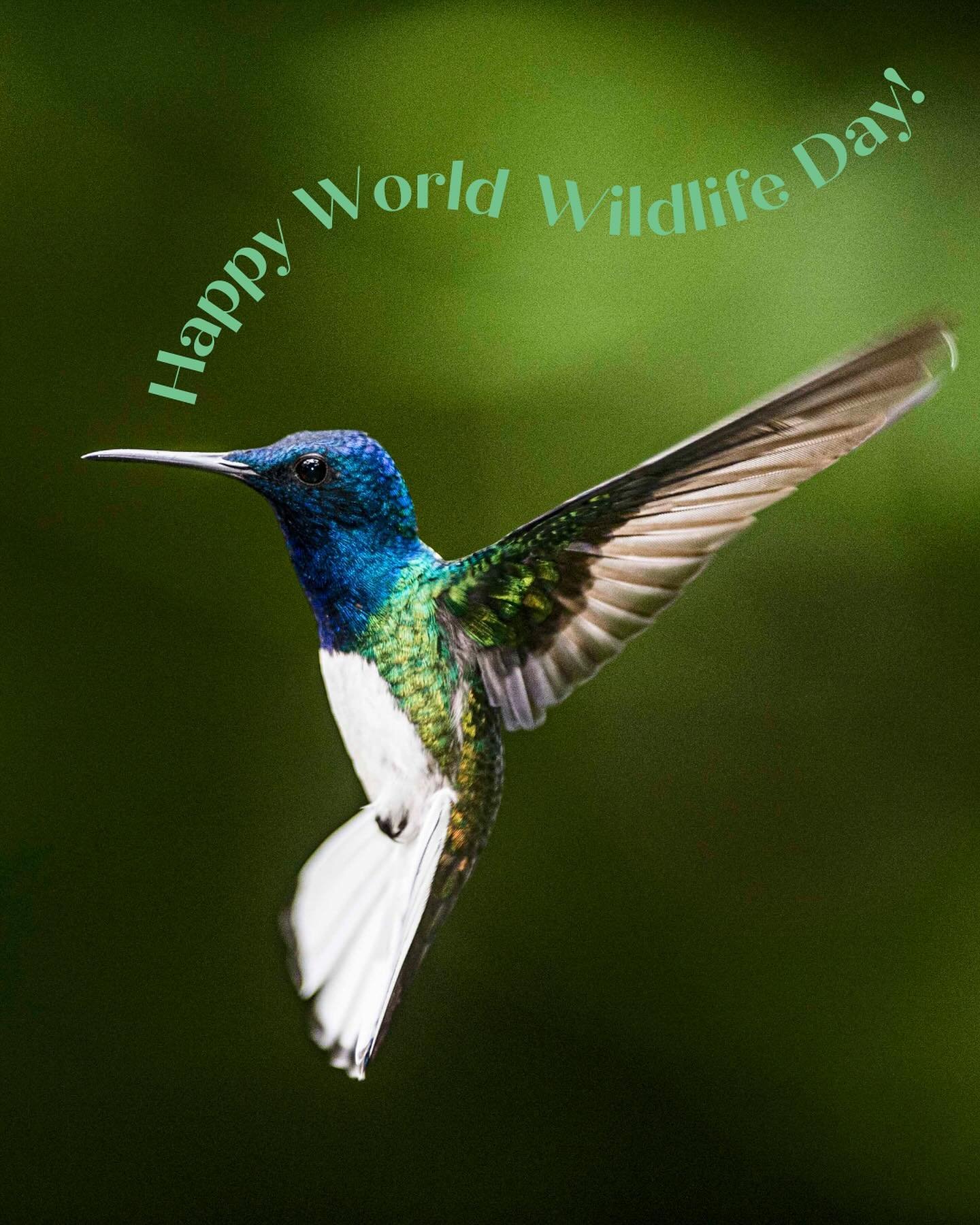 Happy World Wildlife Day 🦜! Here are just a few of the species you&rsquo;ll be able to spot when discovering the Peruvian Amazon on your trip with 700&rsquo;000 heures Impact. 

A glimpse of vibrant nature, on a journey you won&rsquo;t soon forget!
