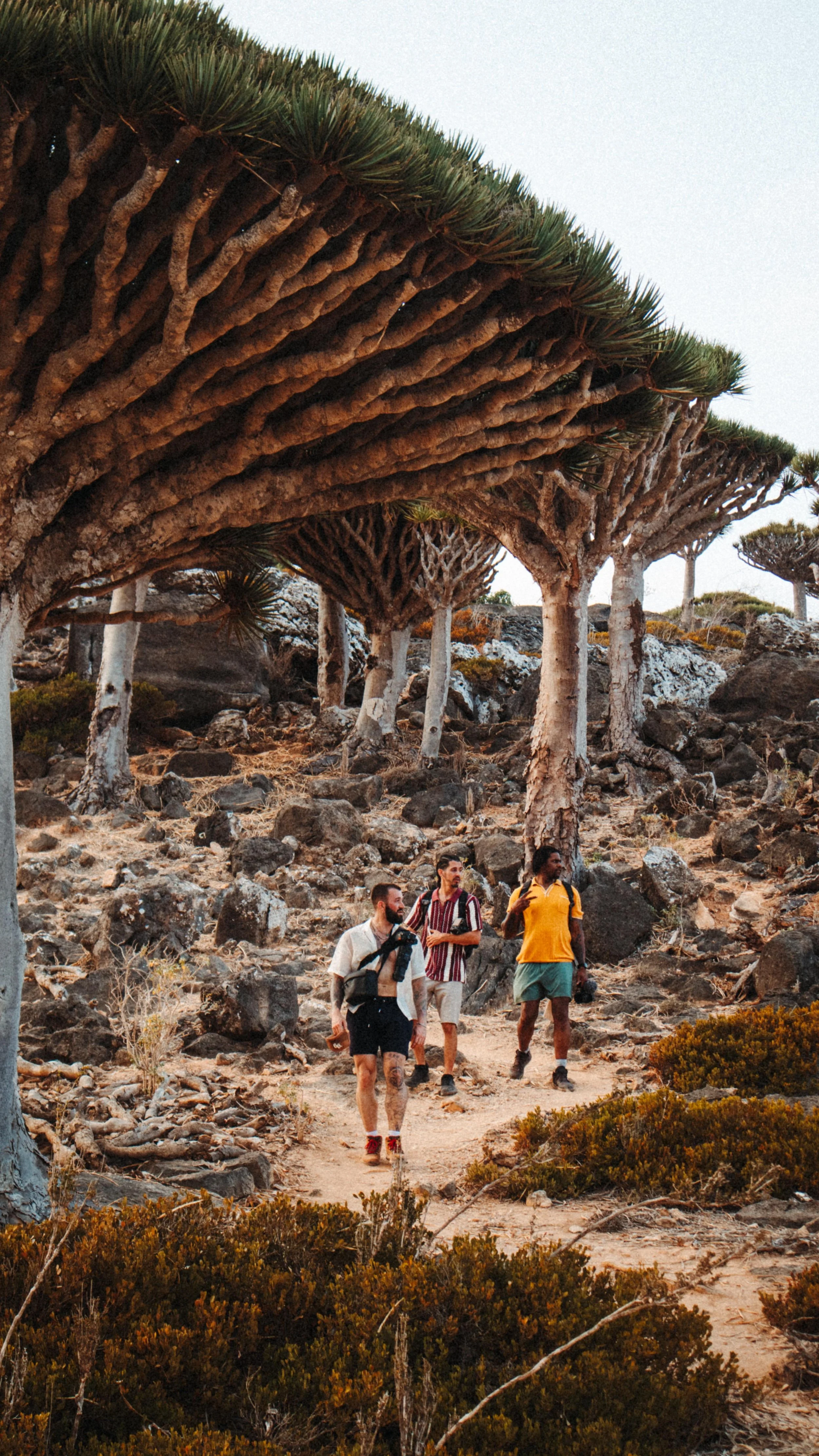 Finding people who share your travel vibes can be tough! But I'm so lucky to have found my crew!
.
.
.
#socotra #socotraisland #yemen #yemen
#beautifuldestinations #travel #travly #places #traveling #travelgram #desert #natgeo