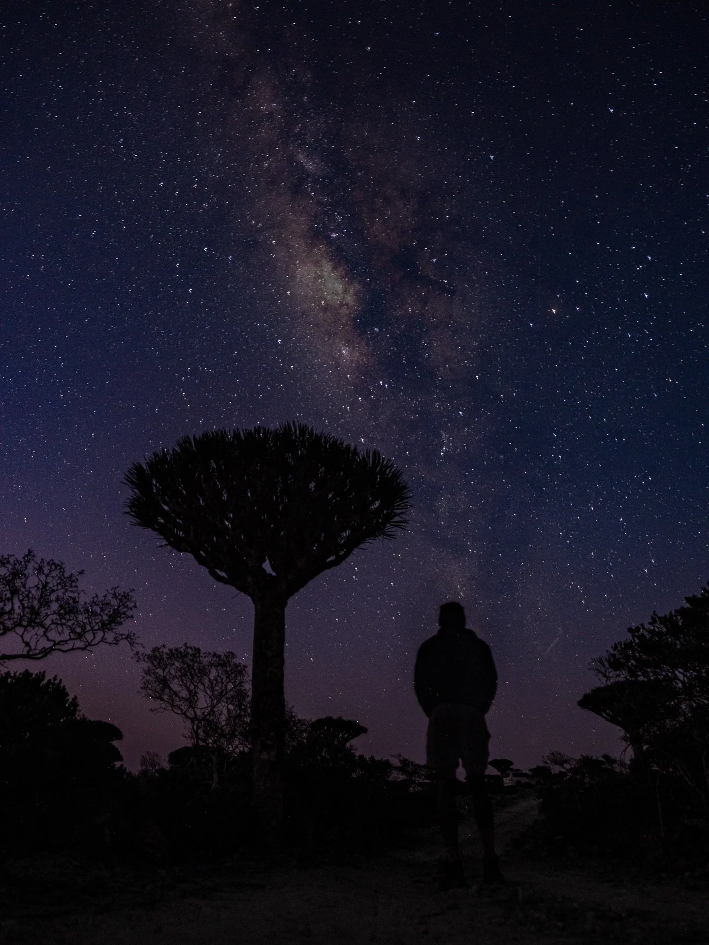 From night to days with the famous Dragon&rsquo;s Blood Tree of Socotra best known for their  unique umbrella-shaped canopy shape and red resin that is historically used for medicine, dye, and incense. 

Swipe to the last photo to see the best photo 