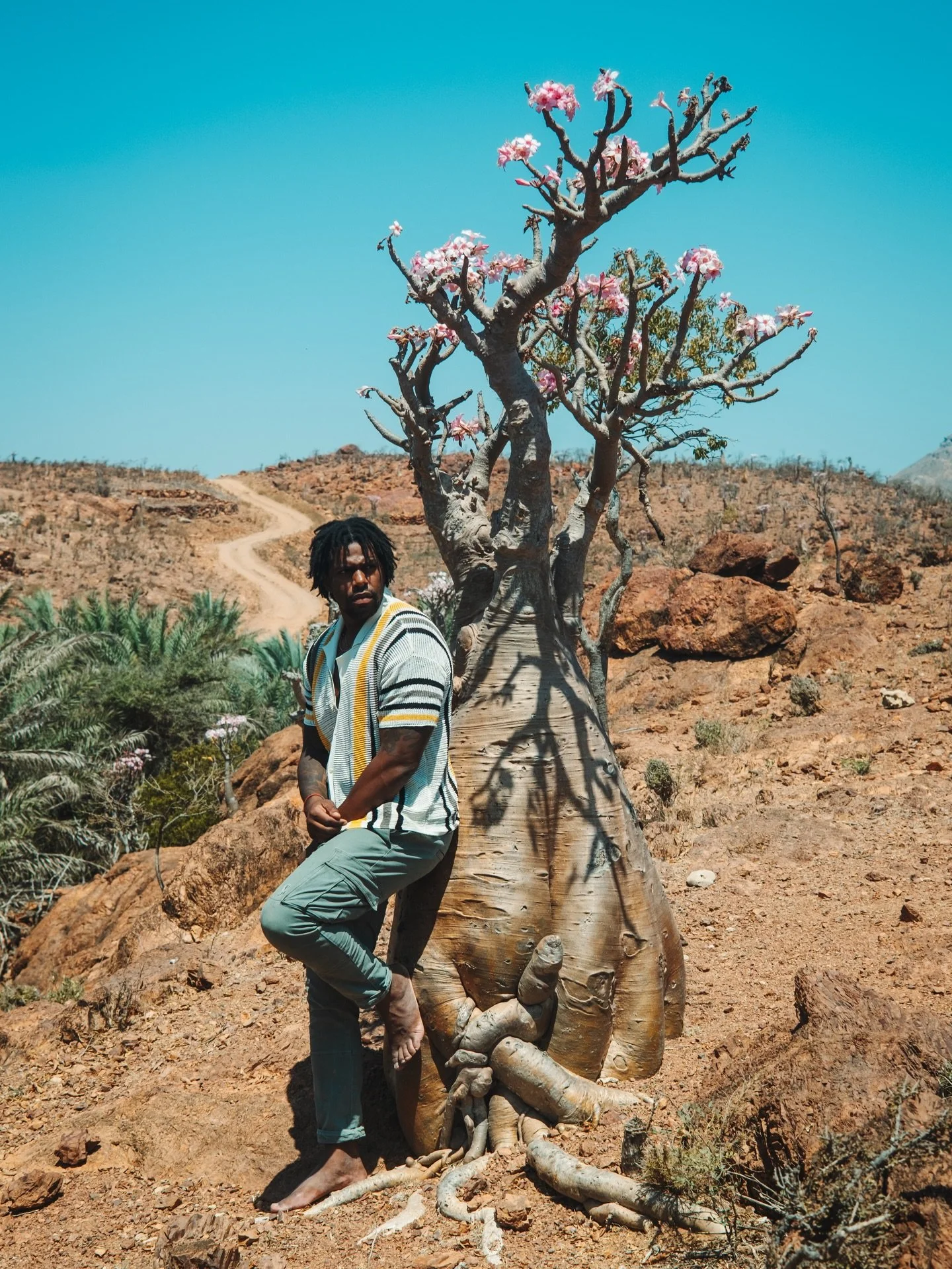 Socotra has another famous tree that&rsquo;s lesser known these are the bottle trees. This succulent is iconic for its massive, swollen trunk used to store water, which tapers upward, topped with pink, bell-shaped flowers. Just like many of the other